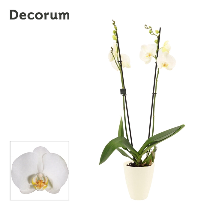 Phalaenopsis 2 tak 16+ wit in Carly wit mat(Deco-collection)
