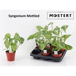 Syng Ov Mottled
