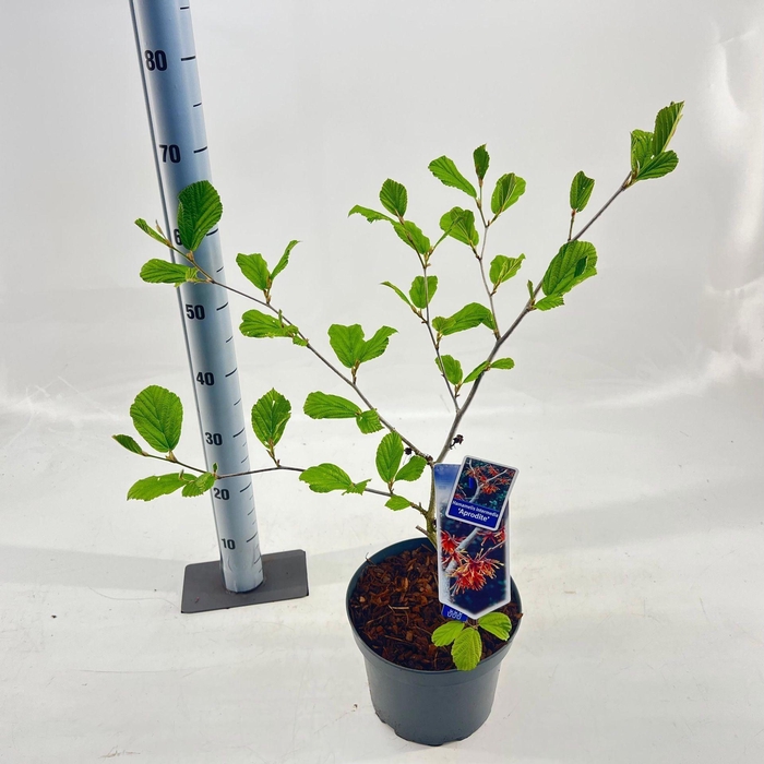 <h4>Hamamelis x intermedia Aphrodite</h4>