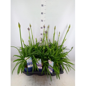 Agapanthus  'Amourette Shock Blue'