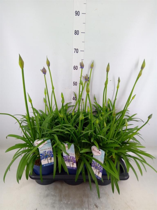 <h4>Agapanthus  'Amourette Shock Blue'</h4>