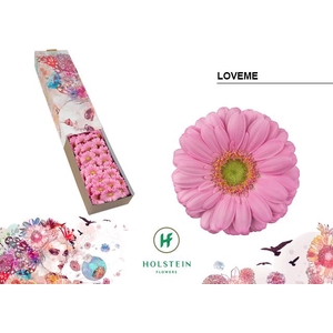 GE MI LOVEME Doos x60