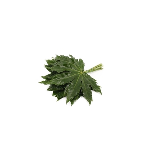 Aralia Italie Super 55cm