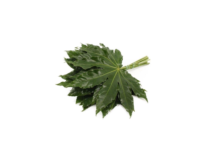 <h4>Aralia Italie Super 55cm</h4>