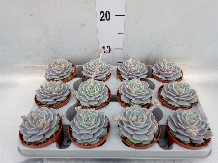 <h4>Echeveria   ...</h4>