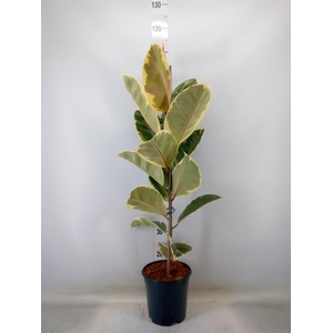 Ficus elastica 'Tineke'