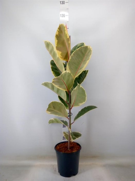 <h4>Ficus elastica 'Tineke'</h4>
