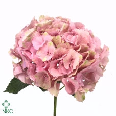 Hydr M Paradise 60-21