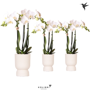 Kolibri Orchids Phalaenopsis white 3 spike in Diabolo travertine