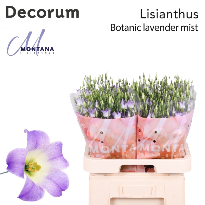 <h4>Lisianthus Botanic lavender mist 70cm</h4>