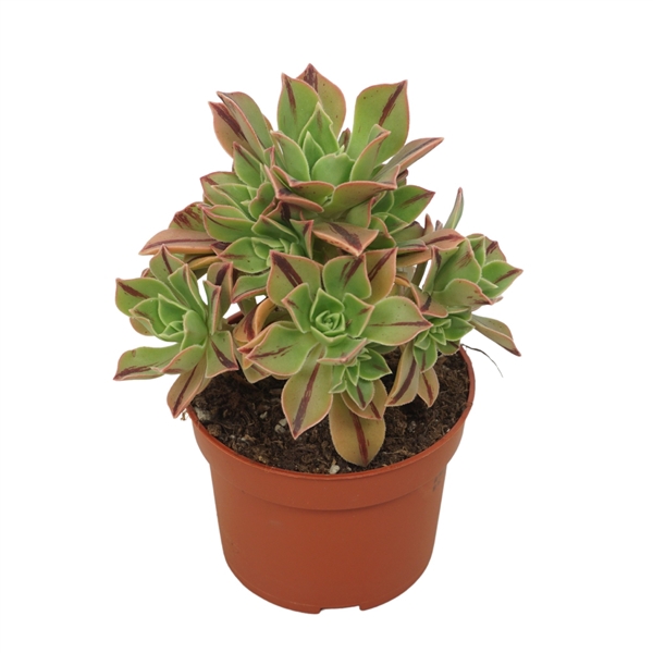 <h4>Aeonium leucoblepharum 'red stripe' 10,5 cm</h4>