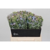 Oxypetalum Tweedia Blue