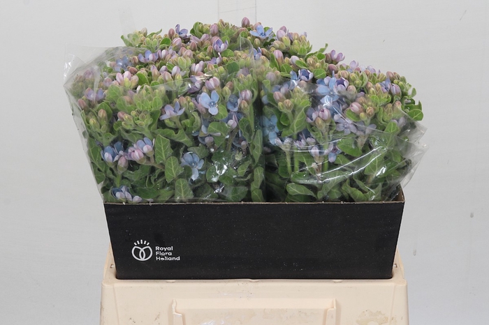 Oxypetalum Tweedia Blue