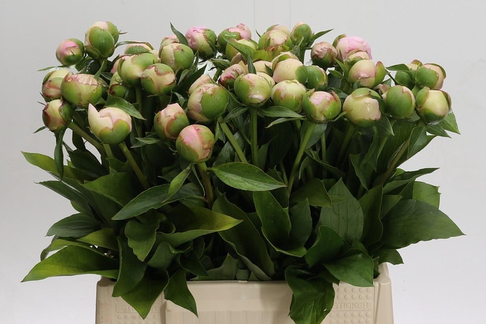 <h4>Paeonia Alertie</h4>