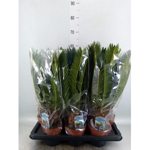 Cycas revoluta
