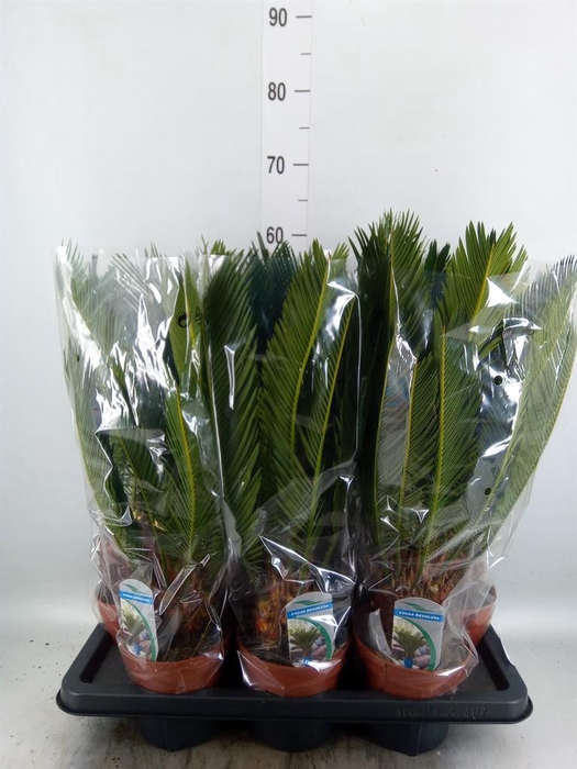<h4>Cycas revoluta</h4>
