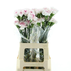 Di St Col Yukari White / Rose