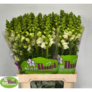 Antir Avignon Wh Imp