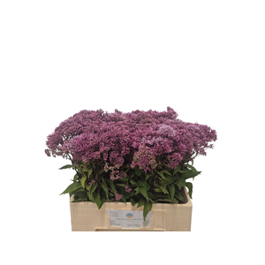 EUPAT PURPUREUM
