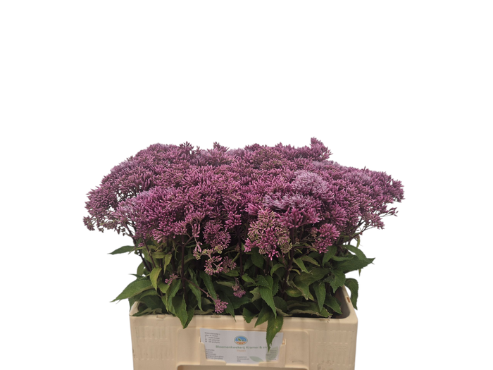 <h4>EUPAT PURPUREUM</h4>