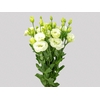 LISIANTHUS VERDE 070 CM