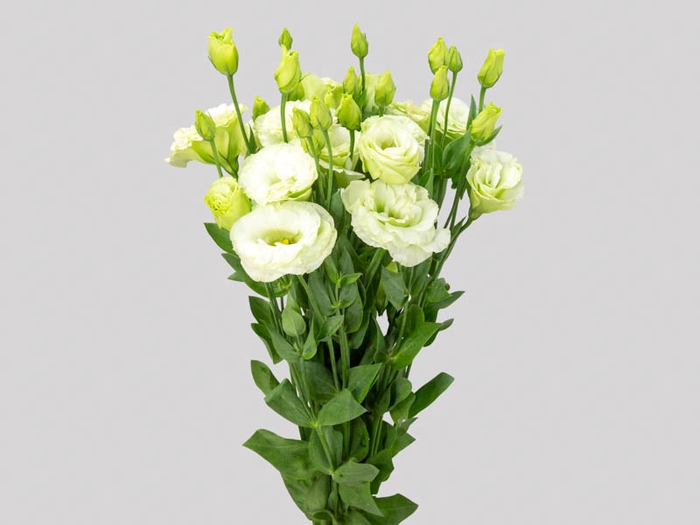 LISIANTHUS VERDE 070 CM