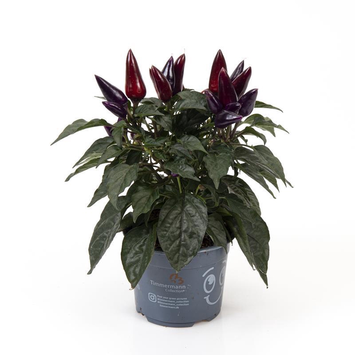 <h4>CAPSICUM ANNUUM  p10 Purple</h4>