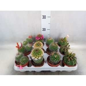 Cactus   ...flowering mix