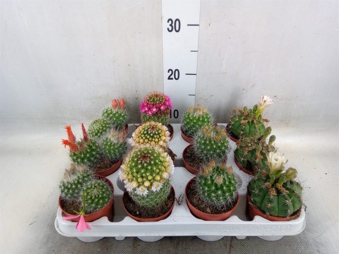 <h4>Cactus   ...flowering mix</h4>