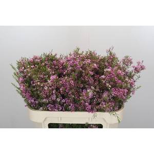 Chamelaucium Kerryn