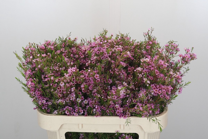 <h4>Chamelaucium Kerryn</h4>