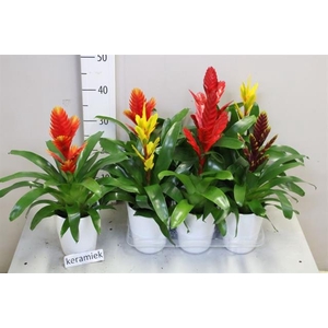 Bromelia arrangement 12Ø 50cm