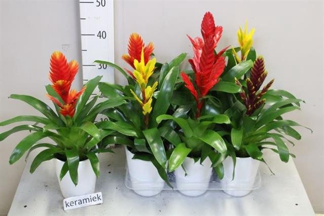 Bromelia arrangement 12Ø 50cm