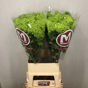 Viburnum L.100 2+flowers