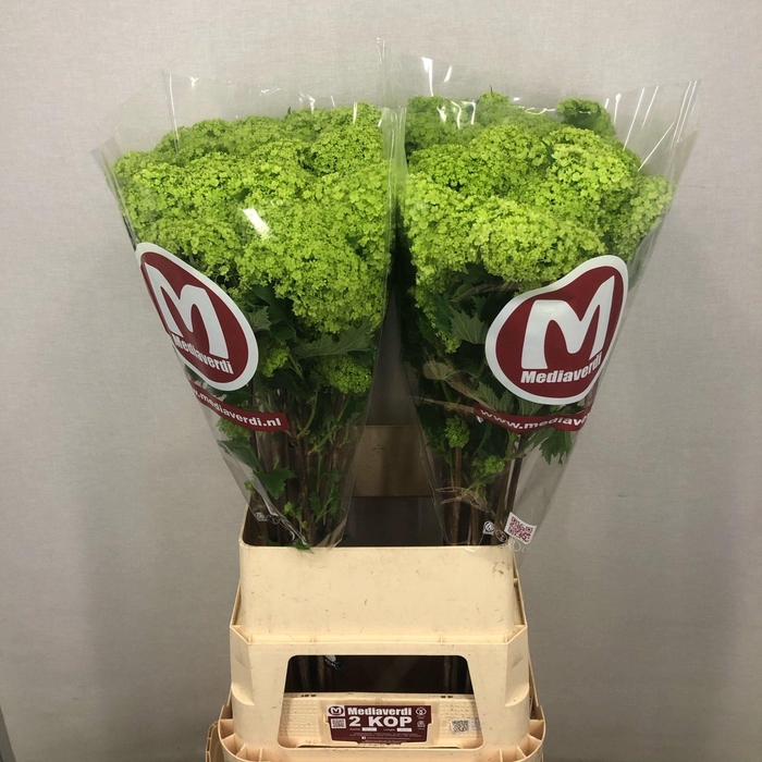 <h4>Viburnum L.100 2+flowers</h4>