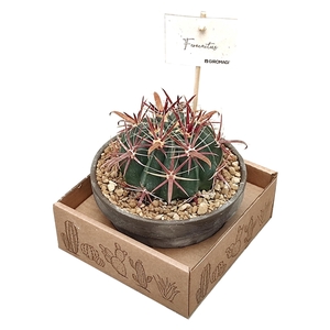 FEROCACTUS LATISPINUS - TERRACOTTA BOWL Ø 15 - IN CARDBOARD BOX (CACTUS)