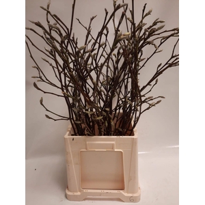 MAGNOLIA GRANDIFLORA