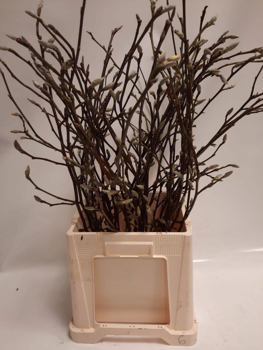 <h4>MAGNOLIA GRANDIFLORA</h4>