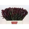 Leucadendron Saf Sunset Dark R.