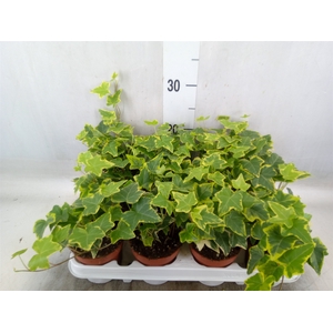 Hedera helix 'Goldchild'