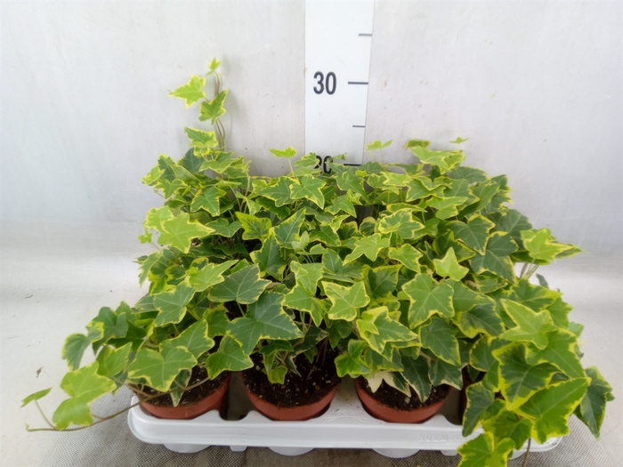 <h4>Hedera helix 'Goldchild'</h4>