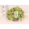 vaste planten 19 cm  Alchemilla mollis Irish Silk
