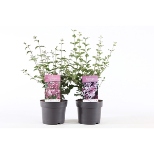 Syringa Mix