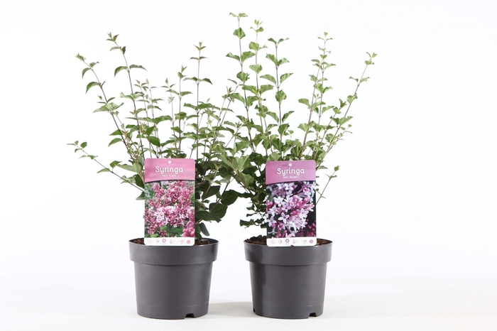 <h4>Syringa Mix</h4>