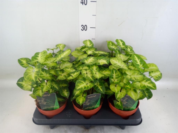 <h4>Syngonium  'Pixie'</h4>