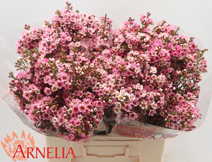 <h4>Chame Sarahs Delight Arnelia</h4>