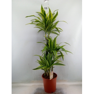 Dracaena fr de 'LemonLime'
