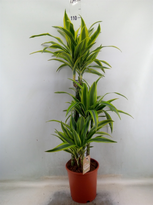 <h4>Dracaena fr de 'LemonLime'</h4>