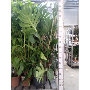 Monstera delic.