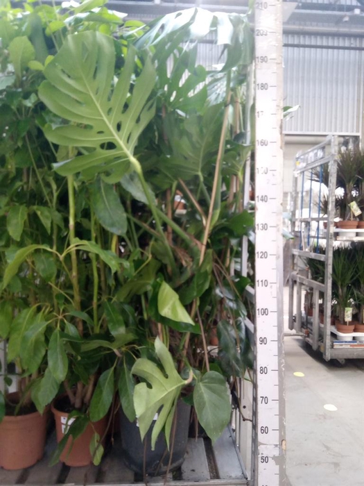 <h4>Monstera delic.</h4>